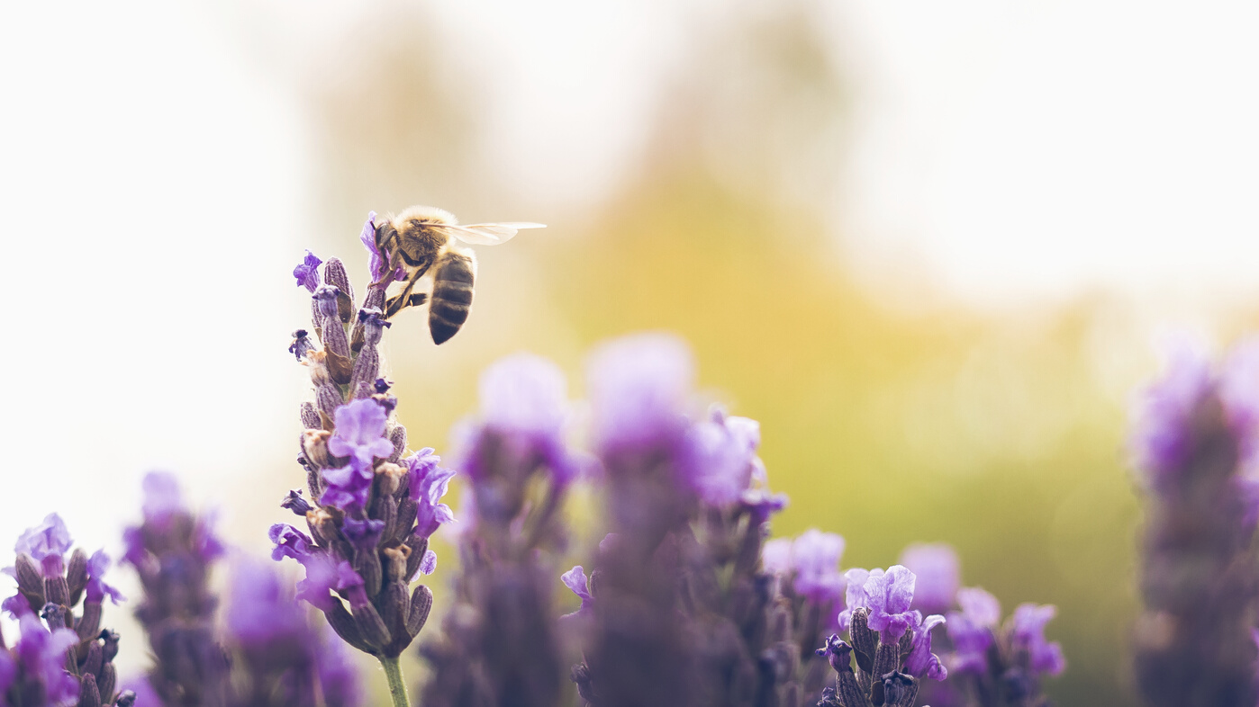 abeja con lavanda