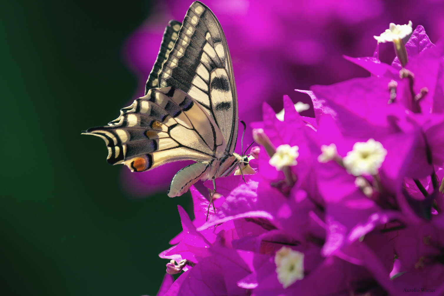 Imagen imanes biomagnetismo